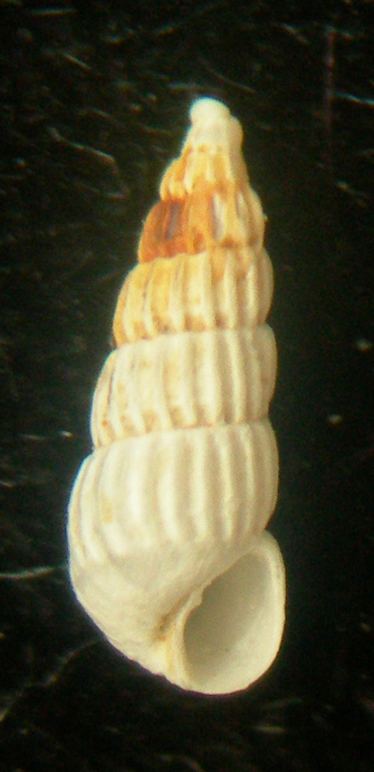 chrysallida